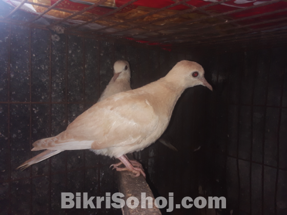 ফ্রেশ অস্ট্রেলিয়ান ঘুঘু পাখির বাচ্চা বিক্রি হবে